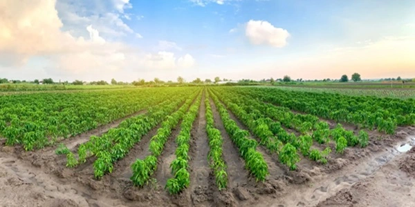Agribusiness 