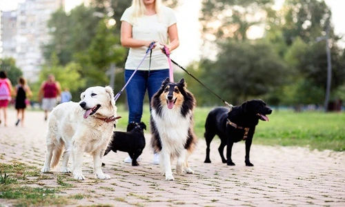 Pet Care Services