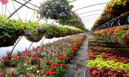 Plant Nursery