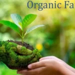 Organic-Farming